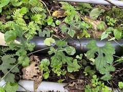 Trichosanthes laceribractea, photograph 黃美滿, CC BY, iNaturalist via GBIF