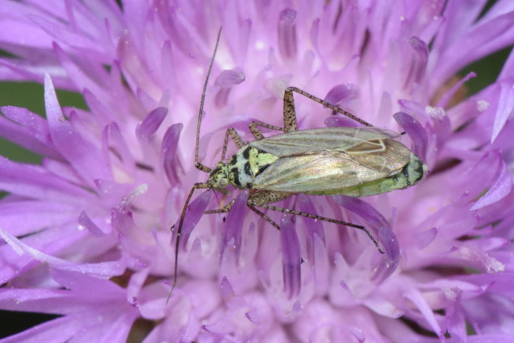knapweed plant bug