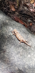 Chamaeleonidae