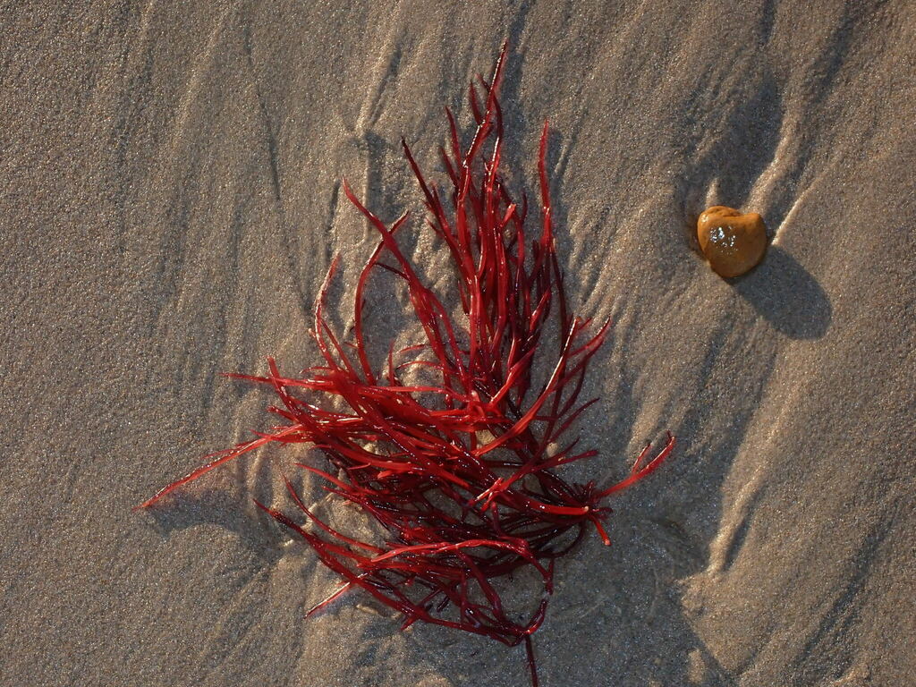 red algae from Bundagen NSW 2454, Australia on June 8, 2023 at 07:20 AM ...