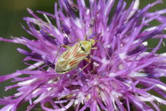 Calocoris roseomaculatus