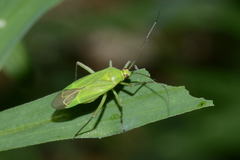 Calocoris alpestris