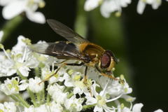 Leucozona glaucia