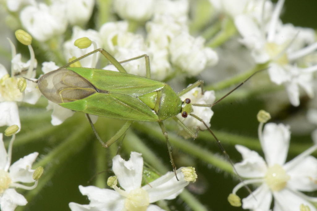 Calocoris alpestris