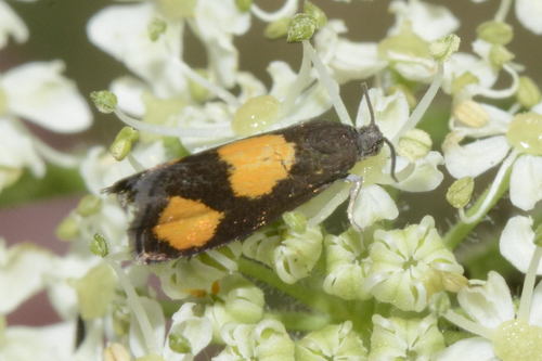 Orange-spot Piercer