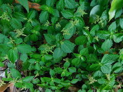 Pilea dauciodora