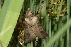 Agrotis clavis