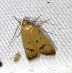 Eulechria subpunctella