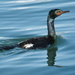 Pelagic Cormorant - Photo (c) Jerry Kirkhart, some rights reserved (CC BY-NC)