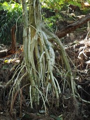 Crossostylis grandiflora