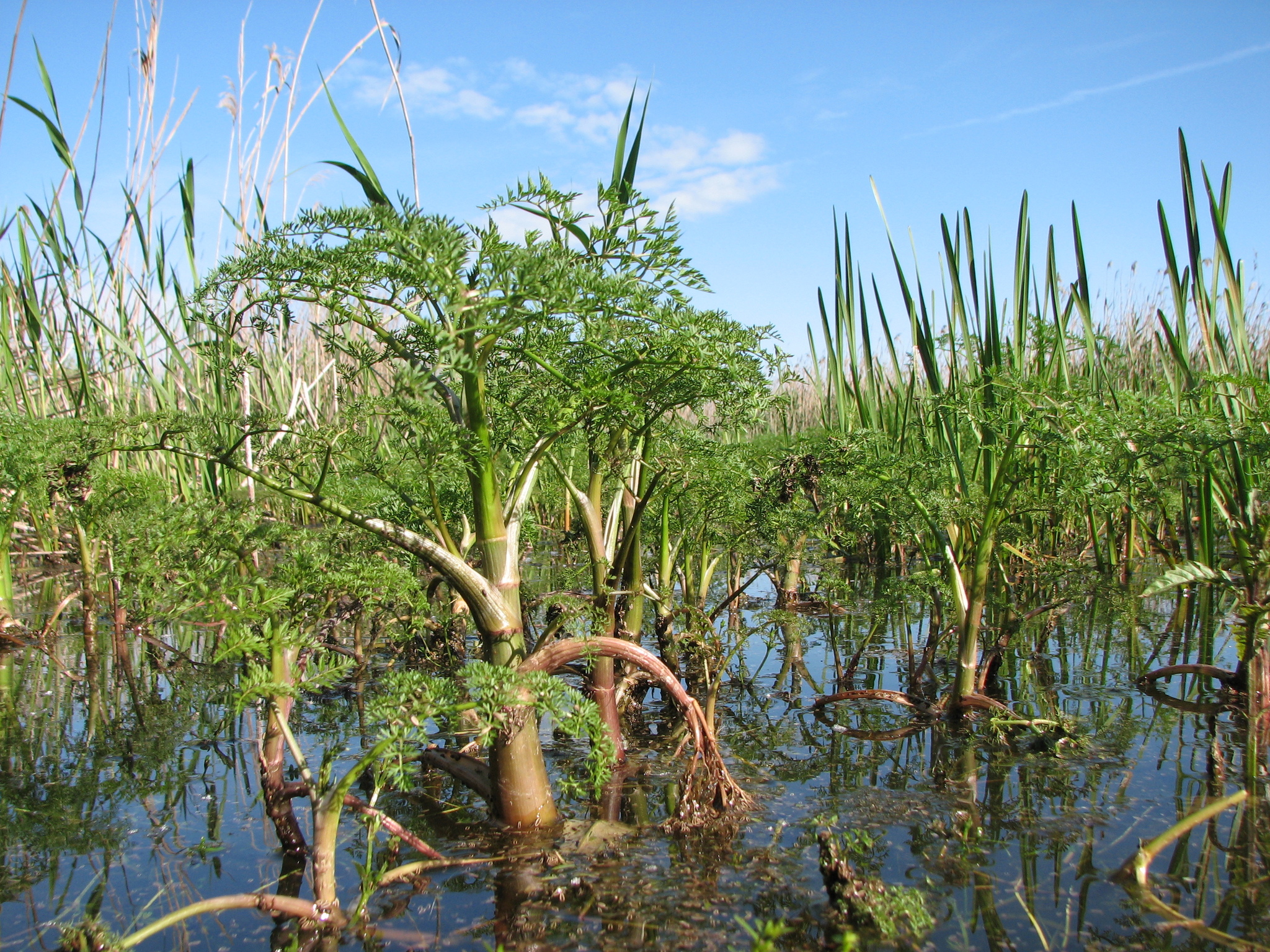 Oenanthe aquatica