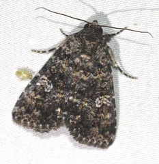 Condica aroana