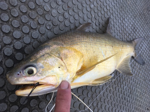 King threadfin (Polydactylus macrochir) — Polynemidae — 2