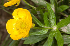 Ranunculus montanus