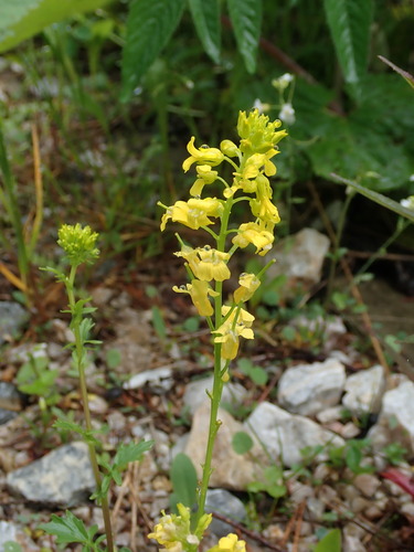 barborka (Barbarea)