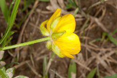 Ranunculus montanus