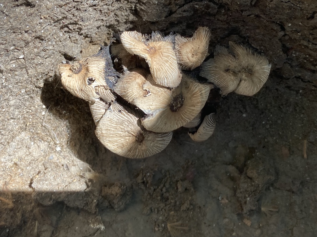 Coprinellus micaceus · June 2023 · photo: © zinogre (iNaturalist, cc-by-sa)