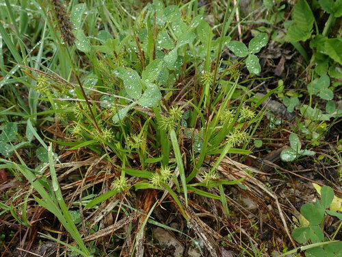 ostrica žltá (Carex flava)