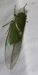 Glaucopsaltria viridis