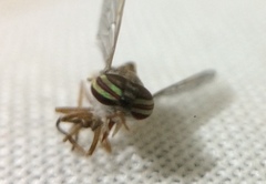 Tabanomorpha