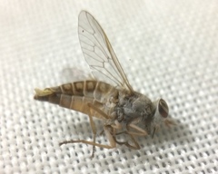 Tabanomorpha