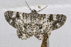 Thallogama corticola