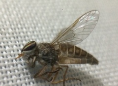 Tabanomorpha