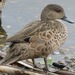 Grey Teal - Photo (c) QuestaGame, some rights reserved (CC BY-NC-ND), uploaded by QuestaGame