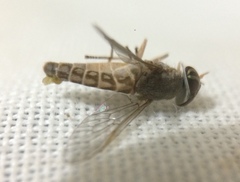 Tabanomorpha