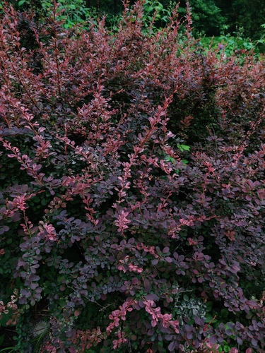 Berberis thunbergii