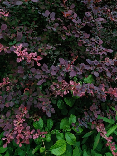 Berberis thunbergii