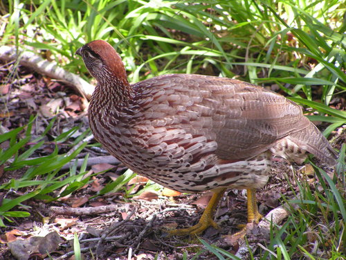 Erckel's Spurfowl
