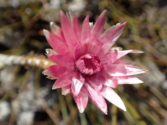 Syncarpha canescens tricolor
