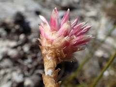 Syncarpha canescens tricolor