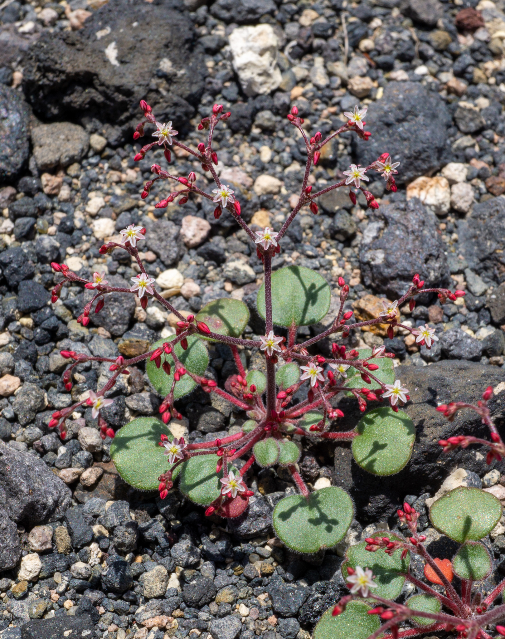Johanneshowellia crateriorum