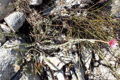 Syncarpha canescens tricolor