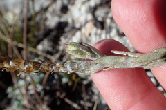 Syncarpha canescens tricolor