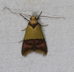 Hemibela oxyptera