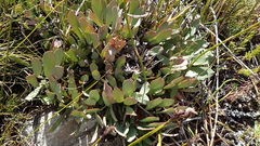 Protea laevis