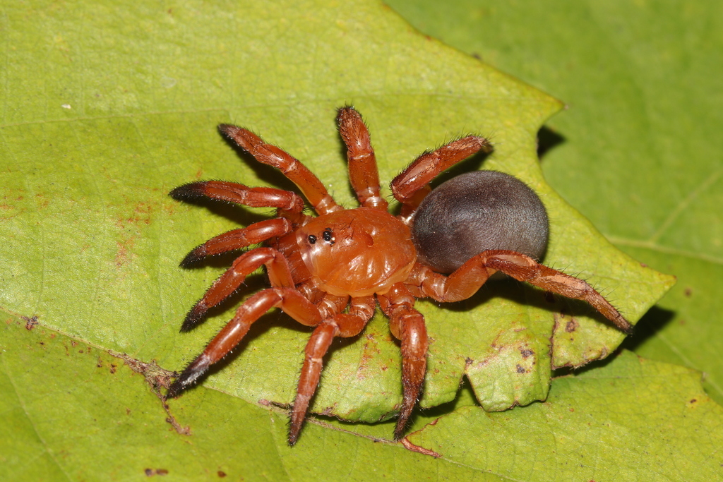 Idiopinae