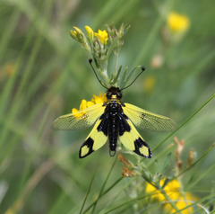 Libelloides macaronius
