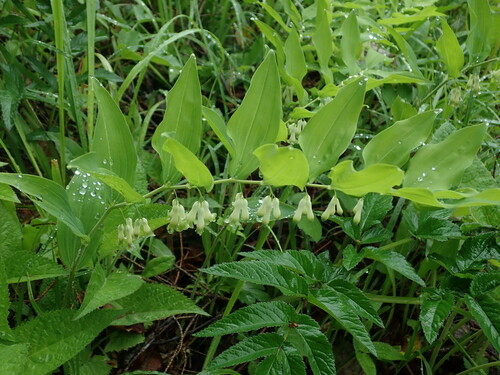 Polygonatum multiflorum