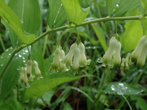 Polygonatum multiflorum