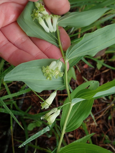 Polygonatum multiflorum