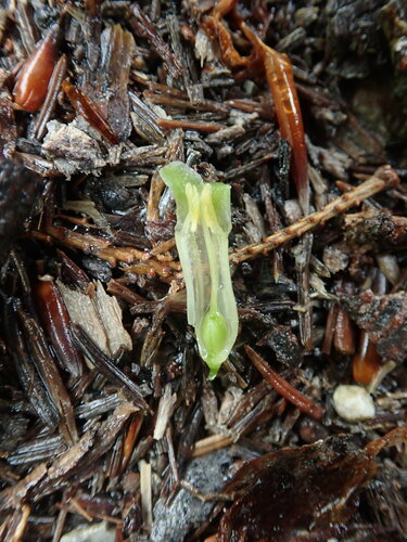 Polygonatum multiflorum