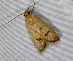 Eulechria subpunctella