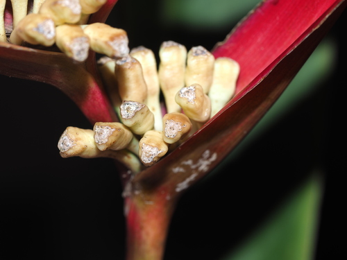 Heliconia psittacorum