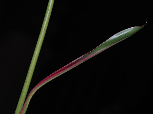 Heliconia psittacorum