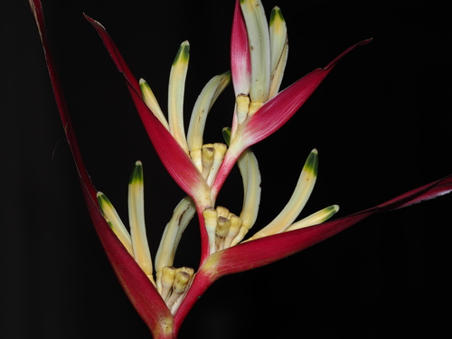 Heliconia psittacorum