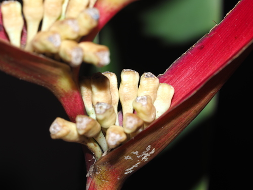 Heliconia psittacorum
